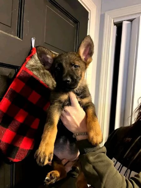 Cuccioli di pastore tedesco | Foto 2