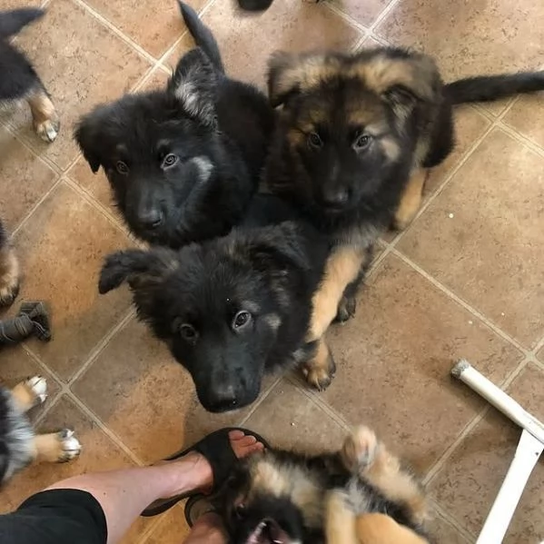 Cuccioli di pastore tedesco | Foto 1