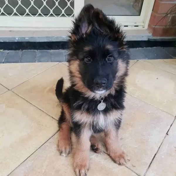 Cuccioli di pastore tedesco