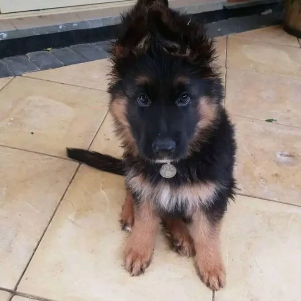 Cuccioli di pastore tedesco | Foto 0