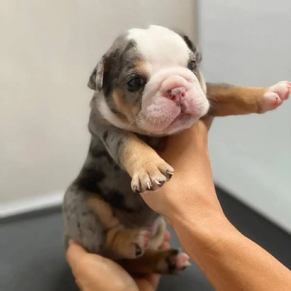 Cuccioli di bulldog inglese con pedigree ENCI | Foto 2