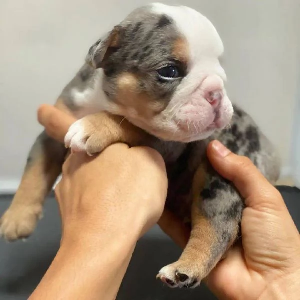 Cuccioli di bulldog inglese con pedigree ENCI | Foto 0
