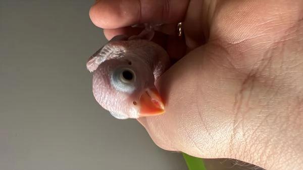 Parrocchetto dal collare  | Foto 0