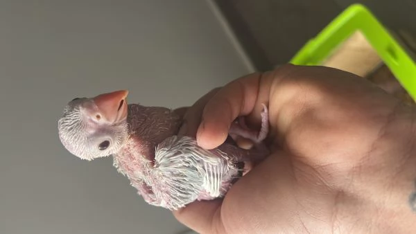 Parrocchetto dal collare 