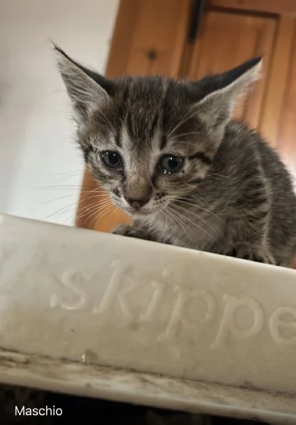 Cuccioli cercano casa