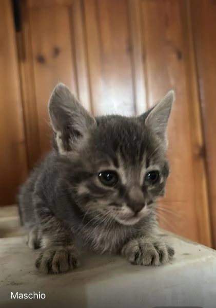 Cuccioli cercano casa | Foto 3