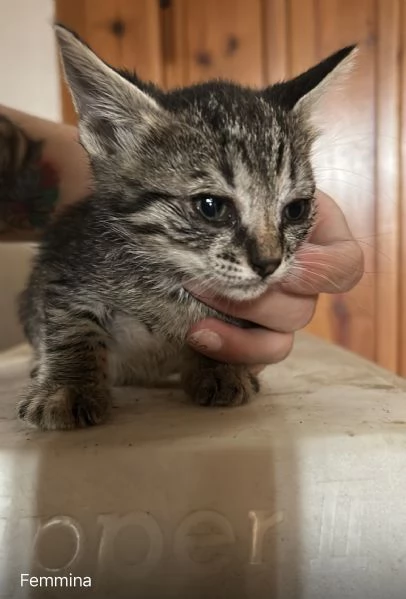 Cuccioli cercano casa | Foto 2