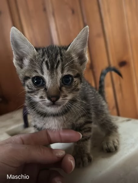 Cuccioli cercano casa | Foto 1