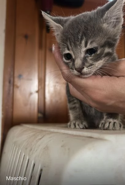 Cuccioli cercano casa | Foto 0