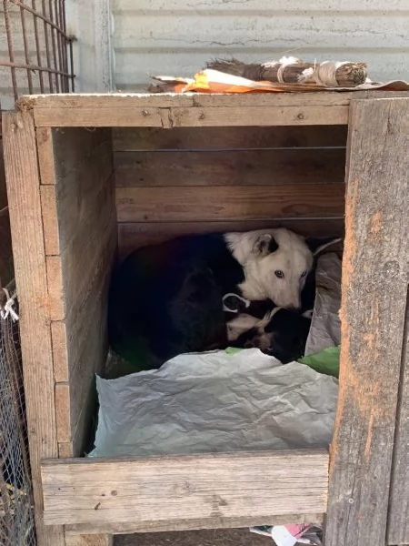 Cuccioli di border collie certificati cercano casa