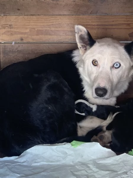 Cuccioli di border collie certificati cercano casa | Foto 1