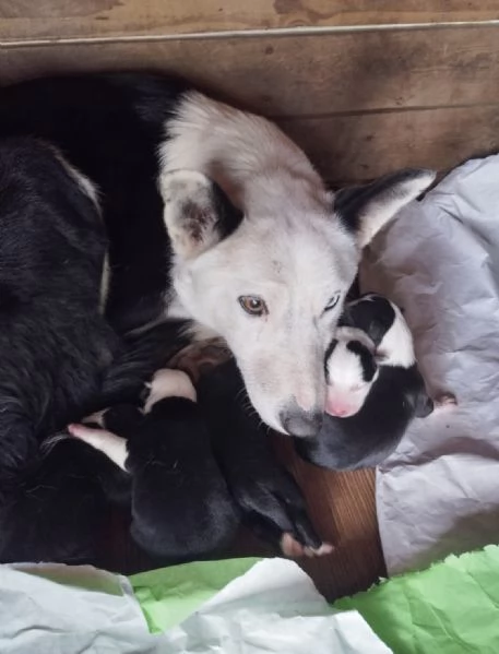 Cuccioli di border collie certificati cercano casa | Foto 0