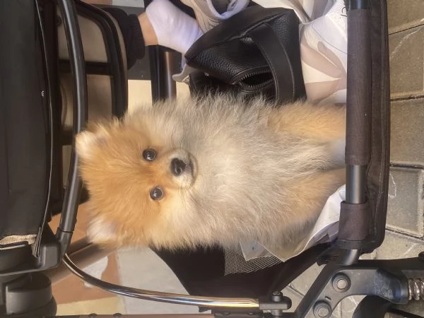 Spitz Pomerania  | Foto 1