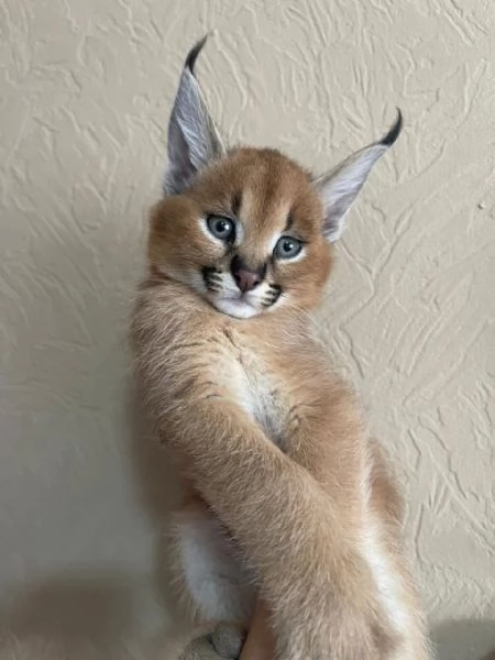 Cucciolata di gattini di serval e caracal della savannah | Foto 4