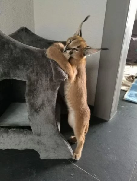 Cucciolata di gattini di serval e caracal della savannah | Foto 3