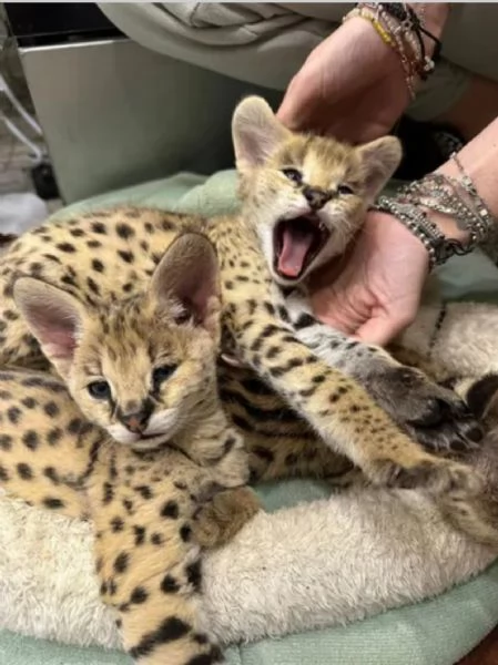 Cucciolata di gattini di serval e caracal della savannah | Foto 2