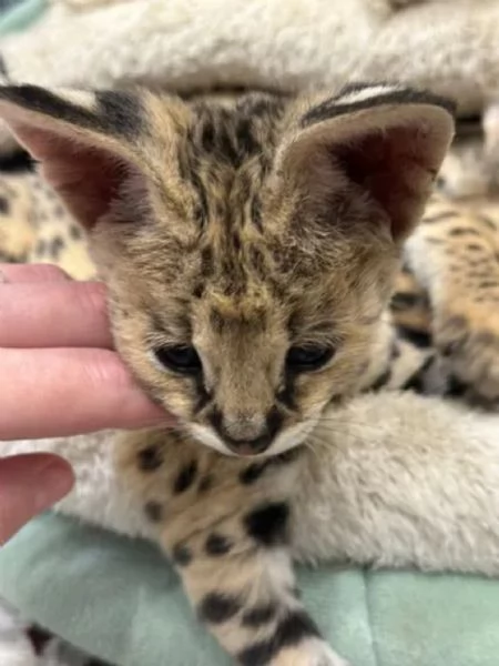 Cucciolata di gattini di serval e caracal della savannah | Foto 1