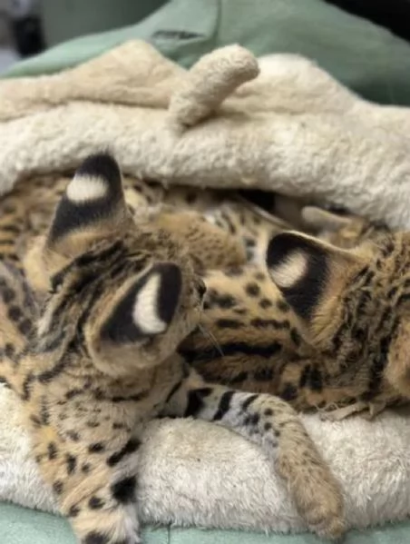 Cucciolata di gattini di serval e caracal della savannah | Foto 0