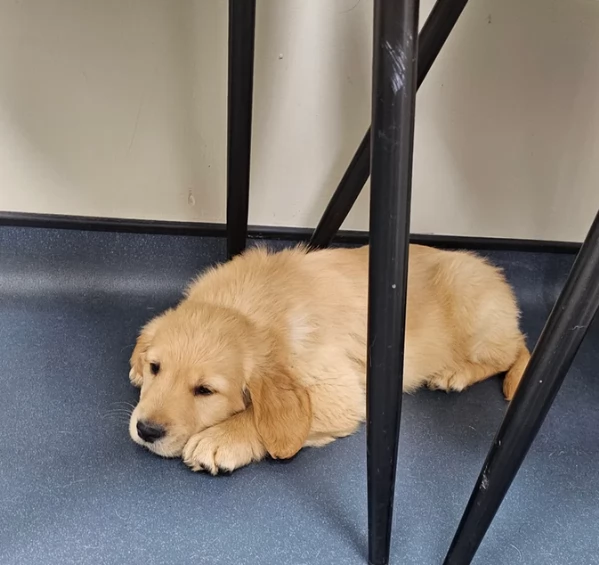 Adozione di Golden Retriever