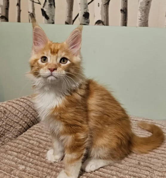 Maestosi gattini Maine Coon disponibili
