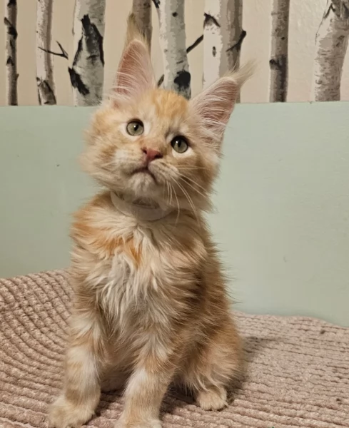 Maestosi gattini Maine Coon disponibili | Foto 0
