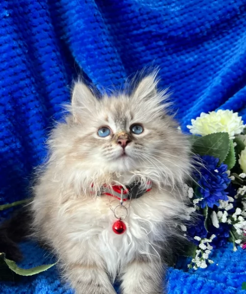 Affettuosa Siberiano gattini | Foto 0