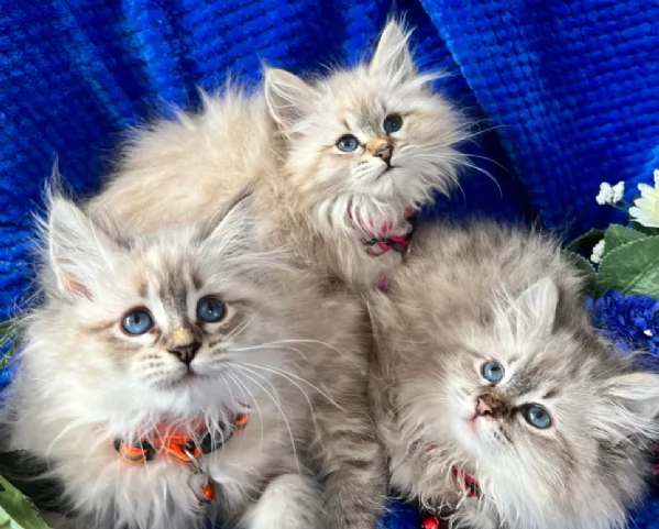 Affettuosa Siberiano gattini