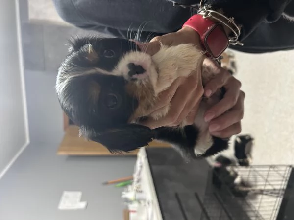 Cuccioli cavalier king 