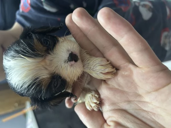Cuccioli cavalier king  | Foto 5