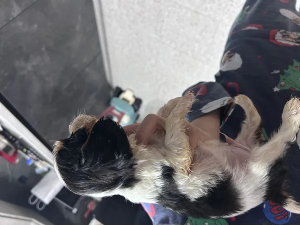 Cuccioli cavalier king  | Foto 4