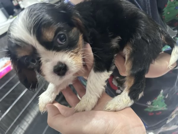 Cuccioli cavalier king  | Foto 3