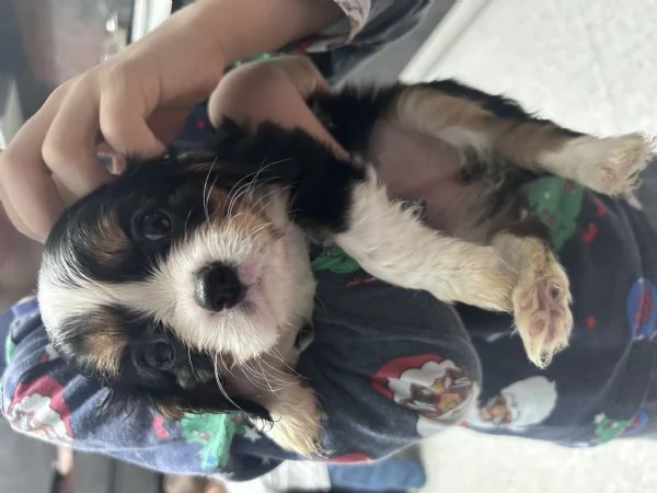 Cuccioli cavalier king  | Foto 2