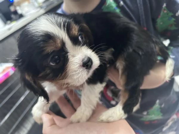 Cuccioli cavalier king  | Foto 1