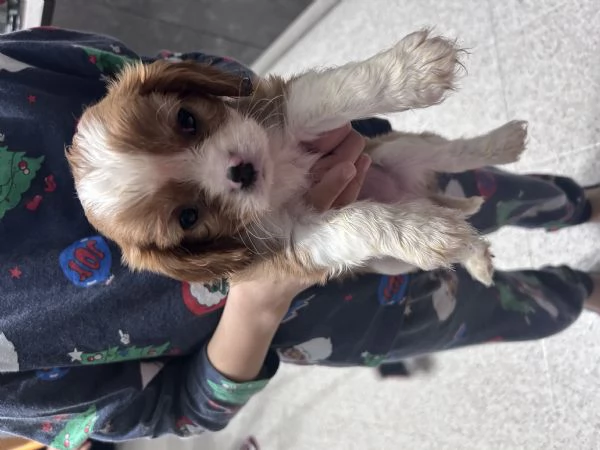 Cuccioli cavalier king  | Foto 0
