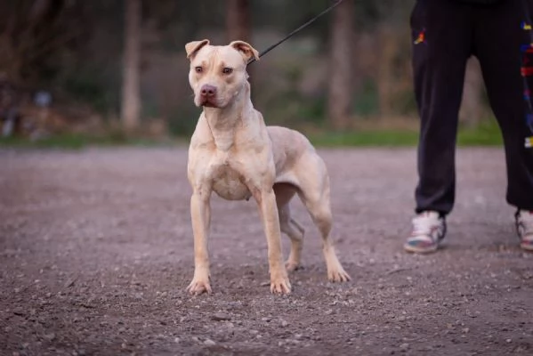 Cuccioli Pitbull | Foto 6
