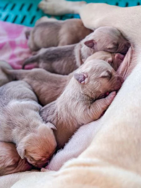 Cuccioli Pitbull | Foto 5