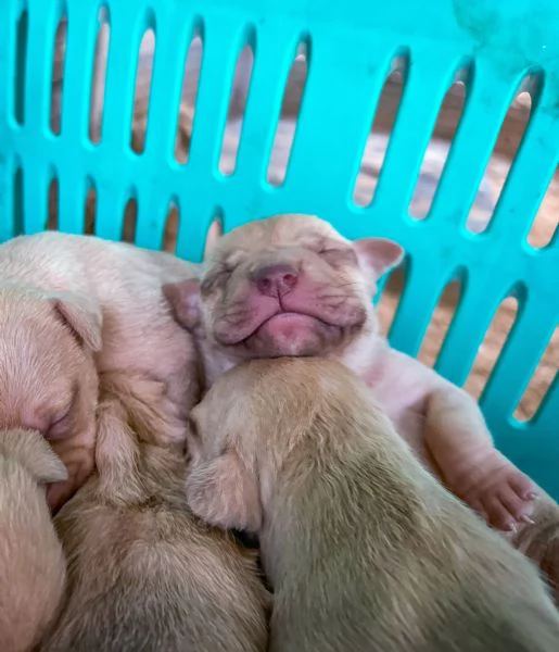 Cuccioli Pitbull | Foto 4