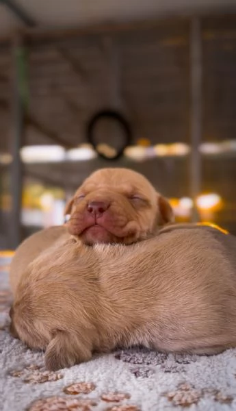 Cuccioli Pitbull | Foto 3