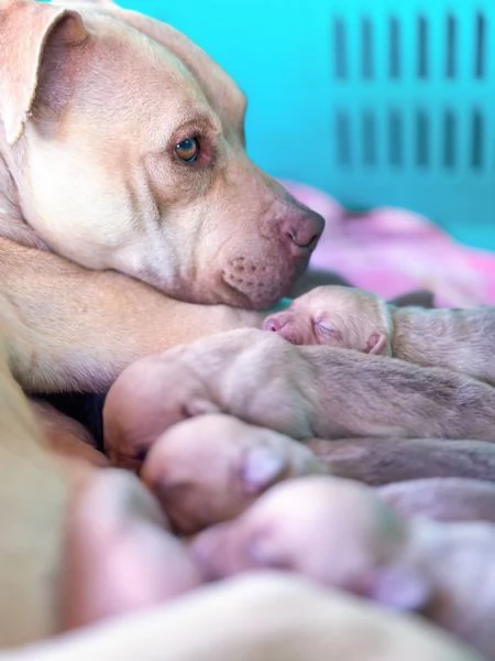 Cuccioli Pitbull | Foto 2