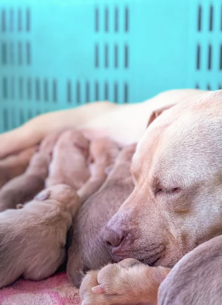 Cuccioli Pitbull | Foto 0