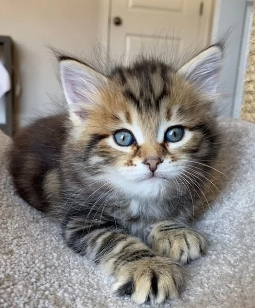 Gattini siberiani in adozione