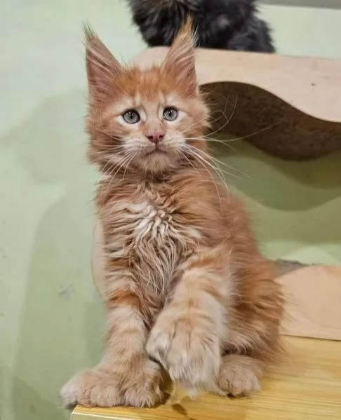 Gattini Maine Coon maschi e femmine | Foto 0