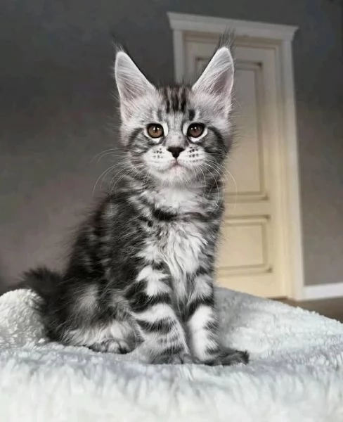 Gattini Maine Coon maschi e femmine