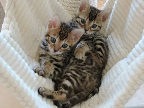 Fantastici gattini del Bengala in cerca di adozione | Foto 0