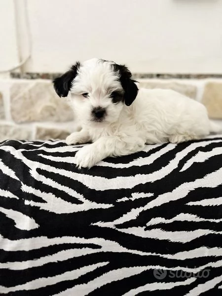 Cerco femminuccia di maltipoo adulta