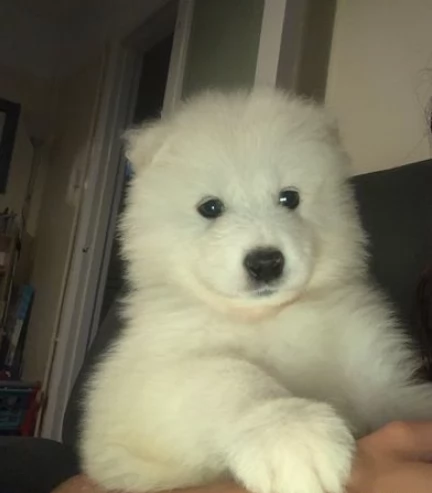 Dolcissimi Meravigliosi cuccioli Samoiedo
