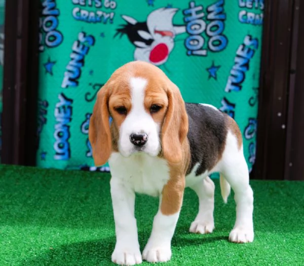 Beagle 