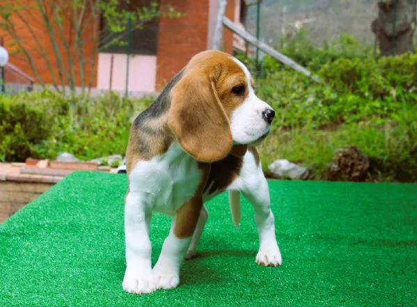 Beagle  | Foto 4