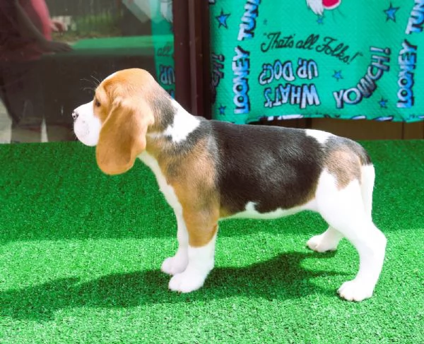 Beagle  | Foto 3
