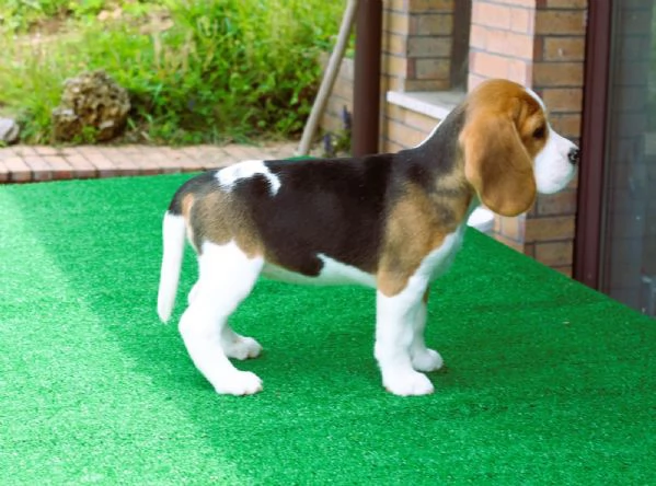 Beagle  | Foto 2